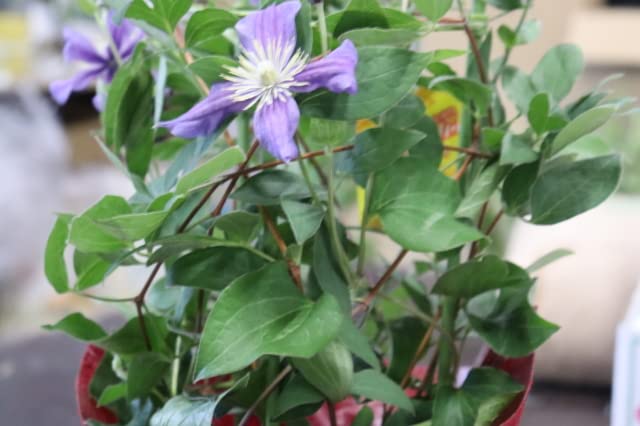 クレマチス 薄紫の花鉢 Amazon｜PURIZA 母の日 鉢植え クレマチス 「精神の美」 青 紫 5号鉢